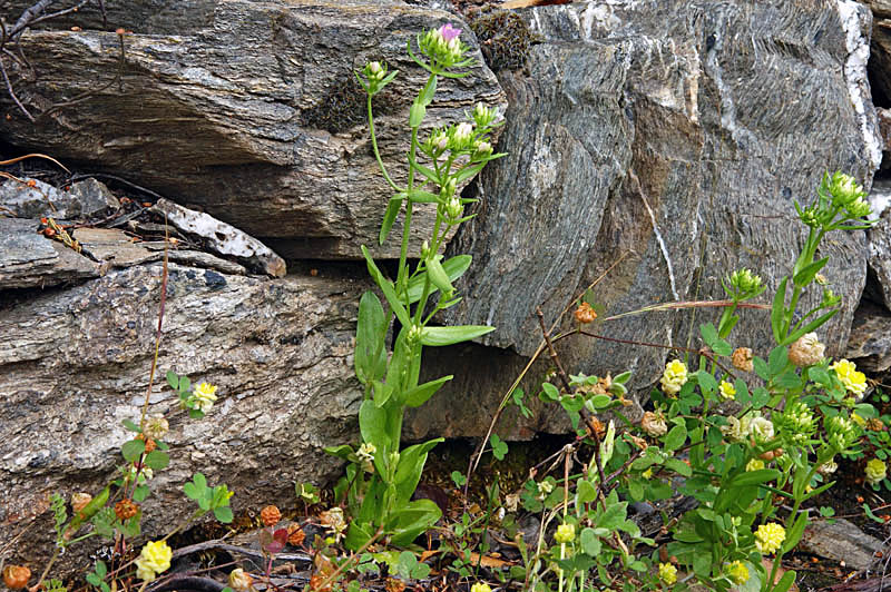 Centaurium erythraea subsp. erythraea